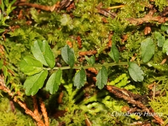 Elatostema obtusum trilobulatum