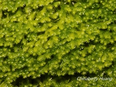 Lepidoziaceae