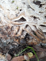 Gastropoda