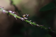 Limnophora obsignata