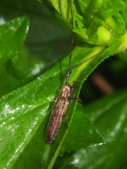 Pothyne rugifrons