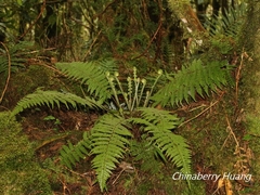 Dryopteris kawakamii