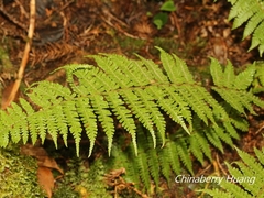 Dryopteris kawakamii