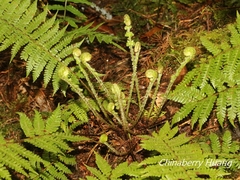 Dryopteris kawakamii
