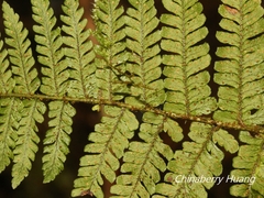 Dryopteris kawakamii