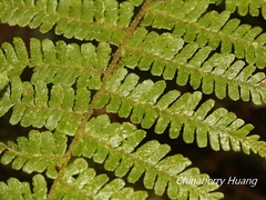 Dryopteris kawakamii