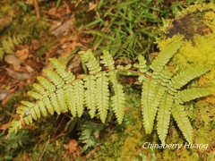 Dryopteris kawakamii