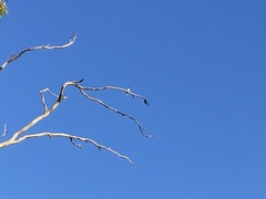 Hirundo neoxena