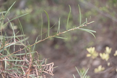 Daviesia leptophylla