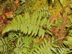 Dryopteris kawakamii