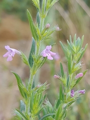 Lamiaceae