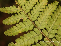 Dryopteris kawakamii