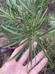 Melaleuca linearis linearis