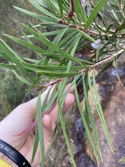 Melaleuca linearis linearis