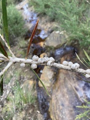 Melaleuca linearis linearis