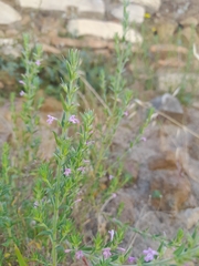 Lamiaceae