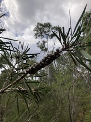 Melaleuca linearis linearis