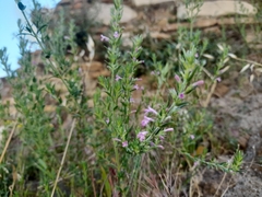 Lamiaceae