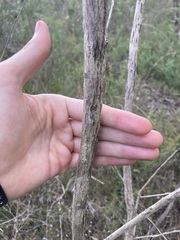 Melaleuca linearis linearis