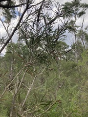 Melaleuca linearis linearis