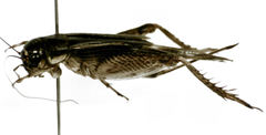 Lepidogryllus parvulus