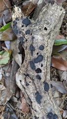 Annulohypoxylon truncatum