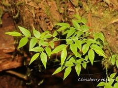 Vaccinium japonicum lasiostemon