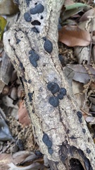 Annulohypoxylon truncatum