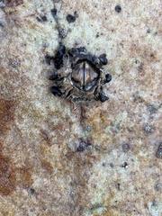 Octomeris
