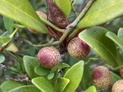 Ficus variolosa