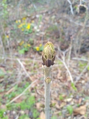 Fraxinus mandshurica