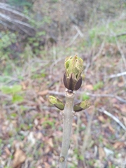 Fraxinus mandshurica