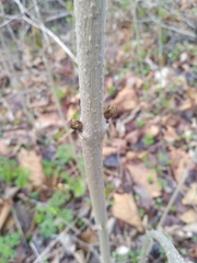Fraxinus mandshurica