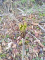Fraxinus mandshurica