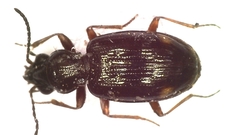 Bembidion tenellum