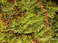 Hymenophyllum paniculiflorum