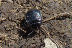 Adomerus biguttatus