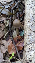Amanita cheelii