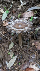 Amanita cheelii