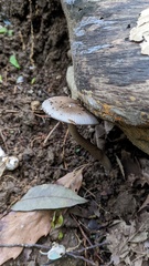Amanita cheelii