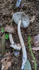 Amanita cheelii