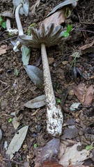 Amanita cheelii
