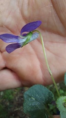 Viola × bavarica