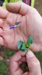 Viola × bavarica