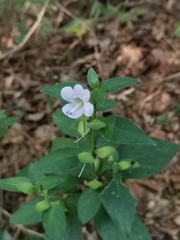 Barleria ventricosa