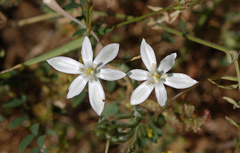 Ornithogalum orthophyllum