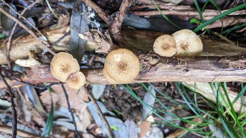 Lentinus arcularius · May 2022 · photo: © atsushi_nakajima_cirque (iNaturalist, cc-by)