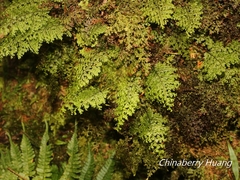 Hymenophyllum fujisanense