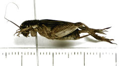 Lepidogryllus parvulus