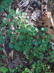 Plectranthus lucidus